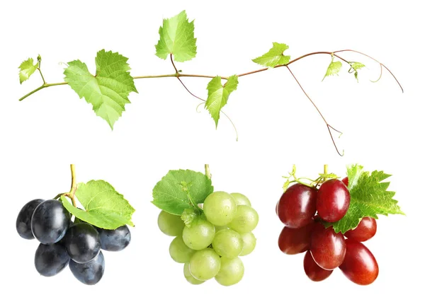 Set Different Kinds Grapes White Background — Stock Photo, Image