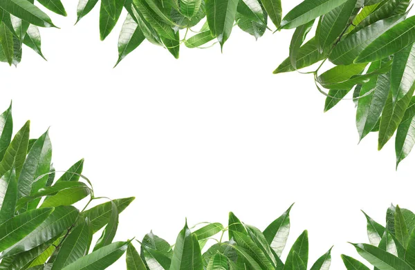 Κορνίζα Πράσινο Μάνγκο Φύλλα Λευκό Φόντο — Φωτογραφία Αρχείου