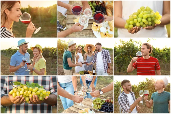 Vastgesteldop Wijngaard Met Verschillende Soorten Druiven Wijn Mensen — Stockfoto