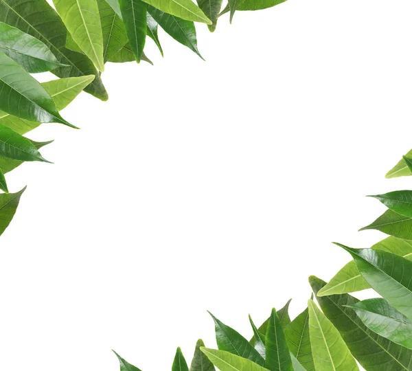 Κορνίζα Πράσινο Μάνγκο Φύλλα Λευκό Φόντο — Φωτογραφία Αρχείου