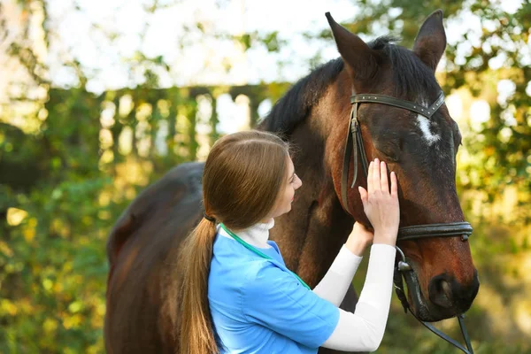 美しい茶色の馬を屋外で制服で獣医 — ストック写真