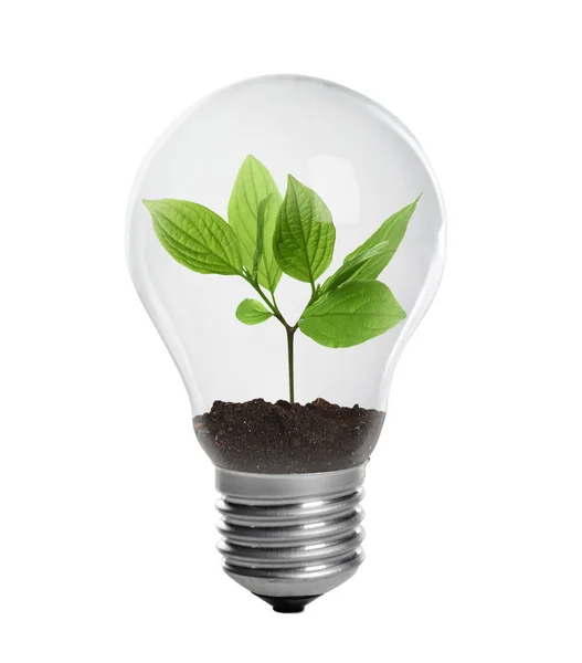 Semis Dans Lampe Lumière Sur Fond Blanc Concept Technologie Verte — Photo