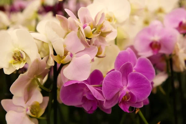 Hermosas Flores Orquídea Flor Primer Plano Planta Tropical —  Fotos de Stock