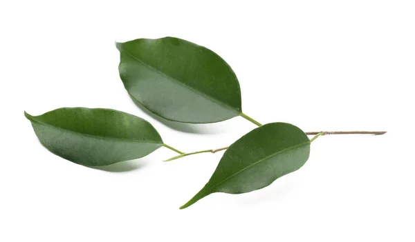 Fresh green ficus leaves on white background