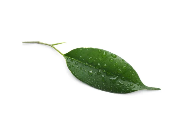 Fresh Green Ficus Leaf White Background Top View — Stock Photo, Image