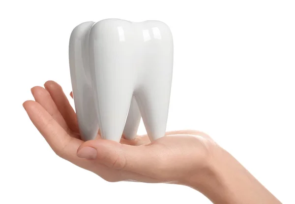 Kobieta Trzyma Ceramiczne Model Zęba Białym Tle — Zdjęcie stockowe