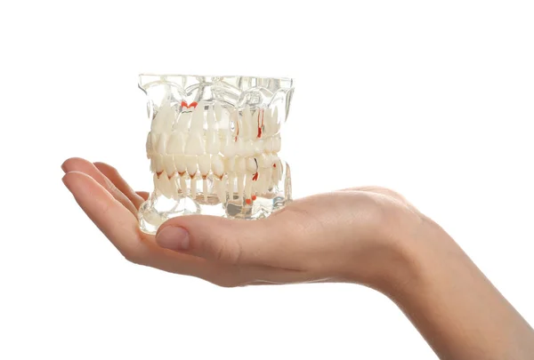 Woman Holding Educational Model Oral Cavity Teeth White Background — Stock Photo, Image