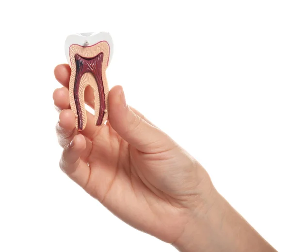 Mulher Segurando Modelo Educacional Dente Mão Sobre Fundo Branco — Fotografia de Stock