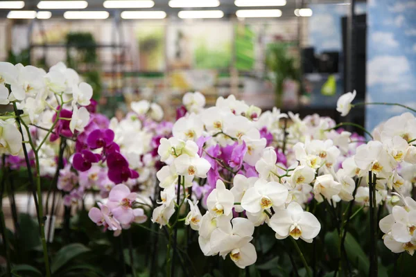Gyönyörű Orchideák Virág Üzlet Vértes — Stock Fotó