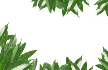 Beyaz zemin üzerine yeşil mango çerçevesinde bırakır