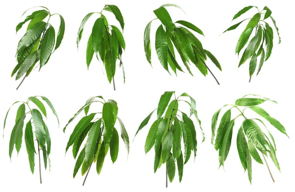 Set Met Groene Mango Bladeren Witte Achtergrond — Stockfoto