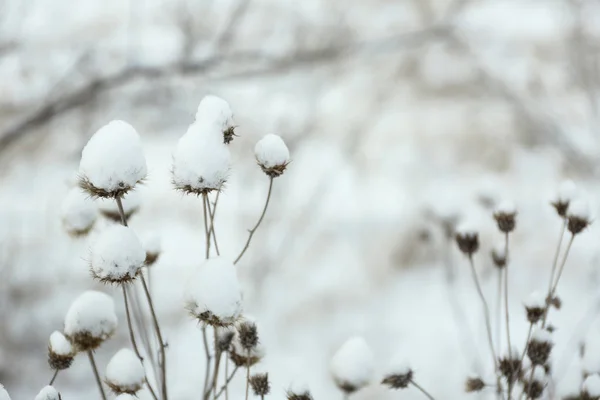 Flores Silvestres Secas Aire Libre Día Invierno Nevado Primer Plano —  Fotos de Stock