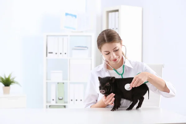 Kvinnliga Veterinär Undersöka Söta Mini Gris Sjukhus — Stockfoto