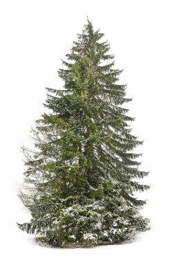 Kar beyaz arka plan üzerinde güzel köknar kaplı