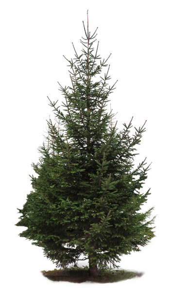 Beautiful fir with green branches on white background