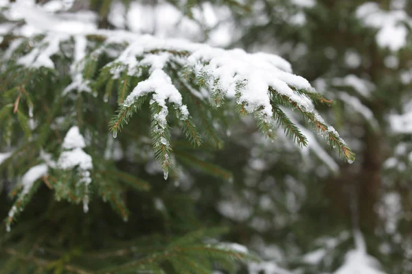Vista Las Ramas Coníferas Cubiertas Nieve Bosque — Foto de Stock