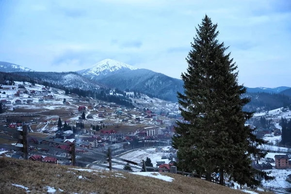 Abeto Cerca Pueblo Montaña Cubierto Nieve —  Fotos de Stock