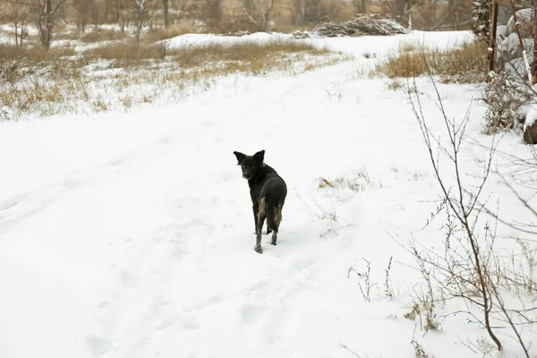 Cane Carino Che Cammina All Aperto Nella Giornata Invernale Innevata — Foto Stock