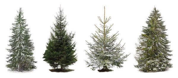 Collage of beautiful firs on white background