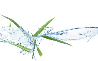 Aloe su sıçraması ile çivili yaprakları beyaz arka plan üzerinde