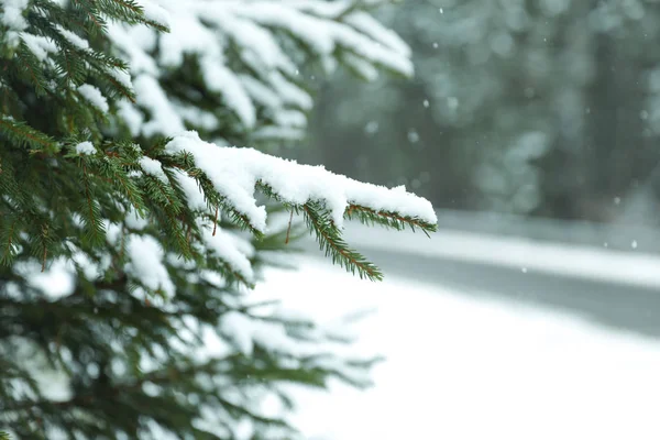 Vista Perto Abeto Coberto Neve Livre Dia Inverno Espaço Para — Fotografia de Stock