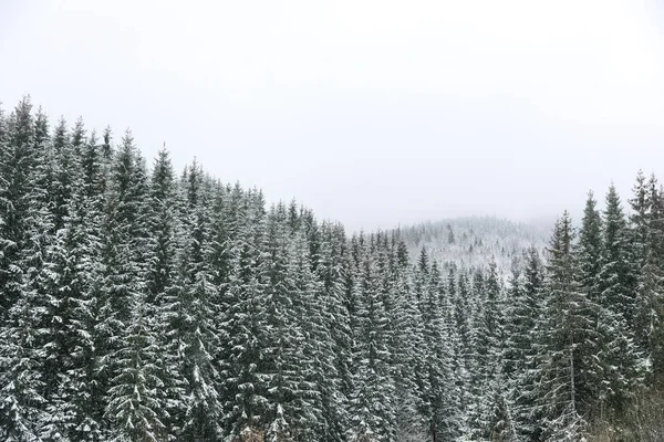 Hermosa Vista Del Bosque Coníferas Día Invierno Nevado — Foto de Stock