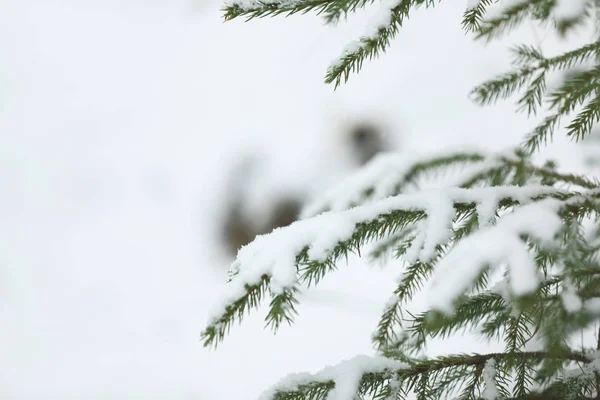 Vista Perto Abeto Coberto Neve Fundo Branco Espaço Para Texto — Fotografia de Stock