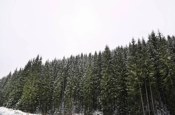 Beautiful view of conifer forest on snowy winter day