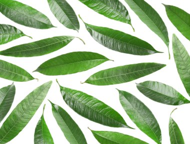 Beyaz arka plan üzerinde üstten görünüm taze mango bileşimi bırakır