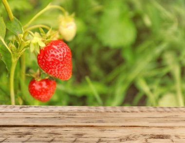 Wooden table and ripe strawberries on blurred background, space for text. Gardening