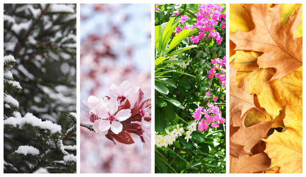 Beautiful photos of nature. Four seasons collage