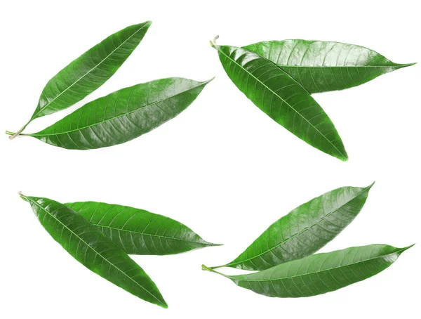 Composition of fresh mango leaves on white background, top view
