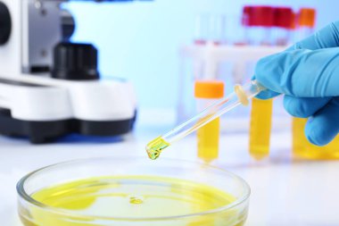 Laboratuar asistanı damlama idrar örneği içine tablo, closeup petri kabına pipet analizi için