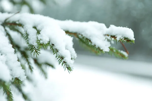 Vista Ravvicinata Abete Coperto Neve All Aperto Durante Giornata Invernale — Foto Stock