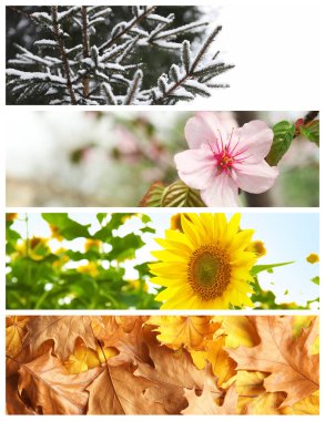 Doğanın güzel fotoğraflar. Dört mevsim kolaj