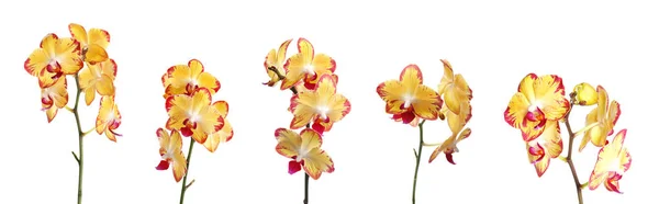 Набор Красивых Орхидеи Фаленопсис Цветы Белом Фоне — стоковое фото