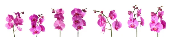 Conjunto Belas Flores Falaenopsis Orquídea Roxa Fundo Branco — Fotografia de Stock