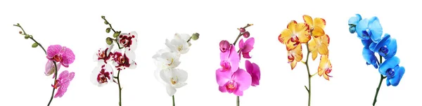Набор Красивых Цветных Орхидеи Фаленопсис Цветы Белом Фоне — стоковое фото