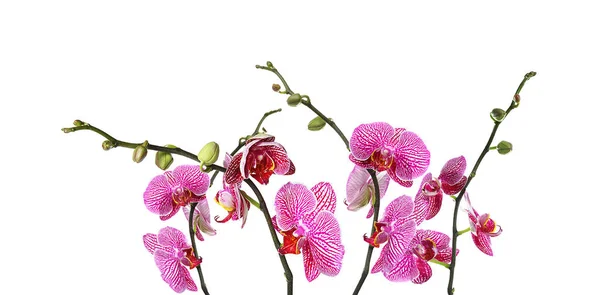 Набор Красивых Фиолетовых Орхидей Фаленопсис Цветы Белом Фоне — стоковое фото