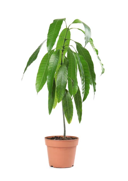 Mango Plant Green Leaves Flowerpot White Background — Stock Photo, Image