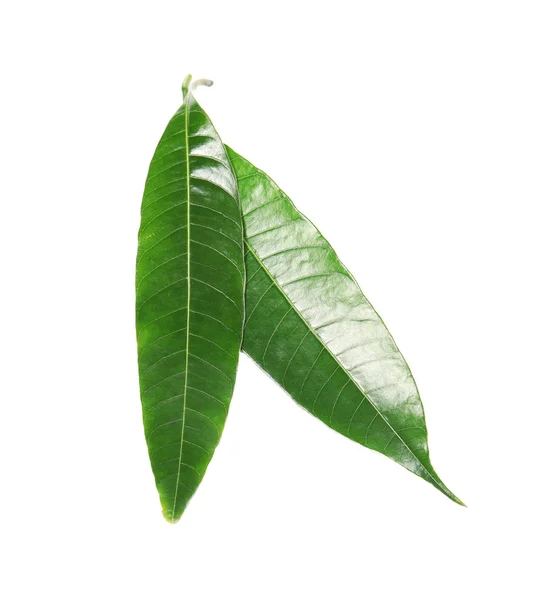 Čerstvé Zelené Mango Listy Bílém Pozadí — Stock fotografie