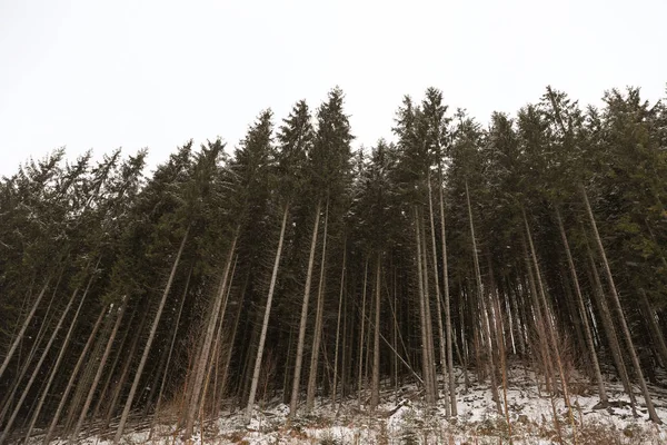 Schöner Blick Auf Den Nadelwald Einem Wintertag — Stockfoto