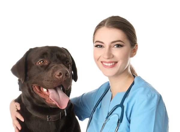 Veterinární Lékař Doktor Psem Bílém Pozadí — Stock fotografie