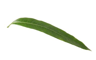 Beyaz arkaplanda taze yeşil mango yaprağı