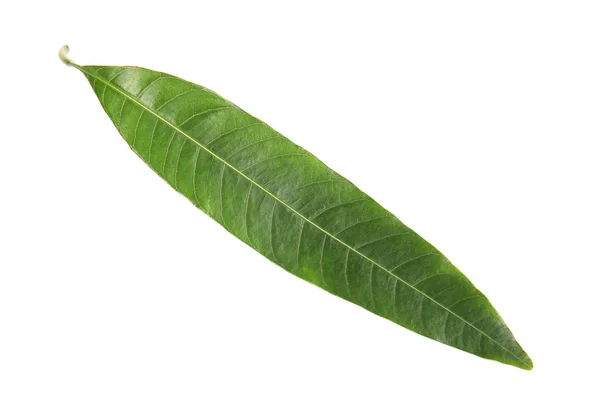 Φρέσκο Πράσινο Φύλλο Μάνγκο Λευκό Φόντο — Φωτογραφία Αρχείου