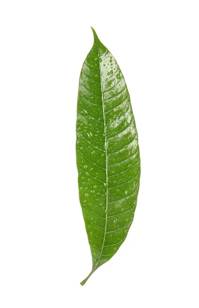 Grüne Mango Blatt Mit Wassertropfen Auf Weißem Hintergrund — Stockfoto