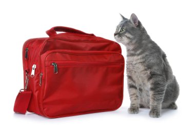 İlk yardım çantası ve beyaz arka plan üzerinde şirin kedi. Hayvan bakımı