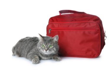 İlk yardım çantası ve beyaz arka plan üzerinde şirin kedi. Hayvan bakımı