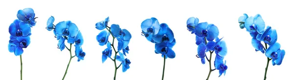 Набор Красивых Голубых Орхидей Фаленопсис Цветы Белом Фоне — стоковое фото