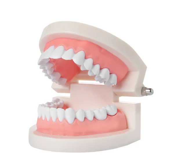 Modelo Educativo Cavidade Oral Com Dentes Sobre Fundo Branco — Fotografia de Stock